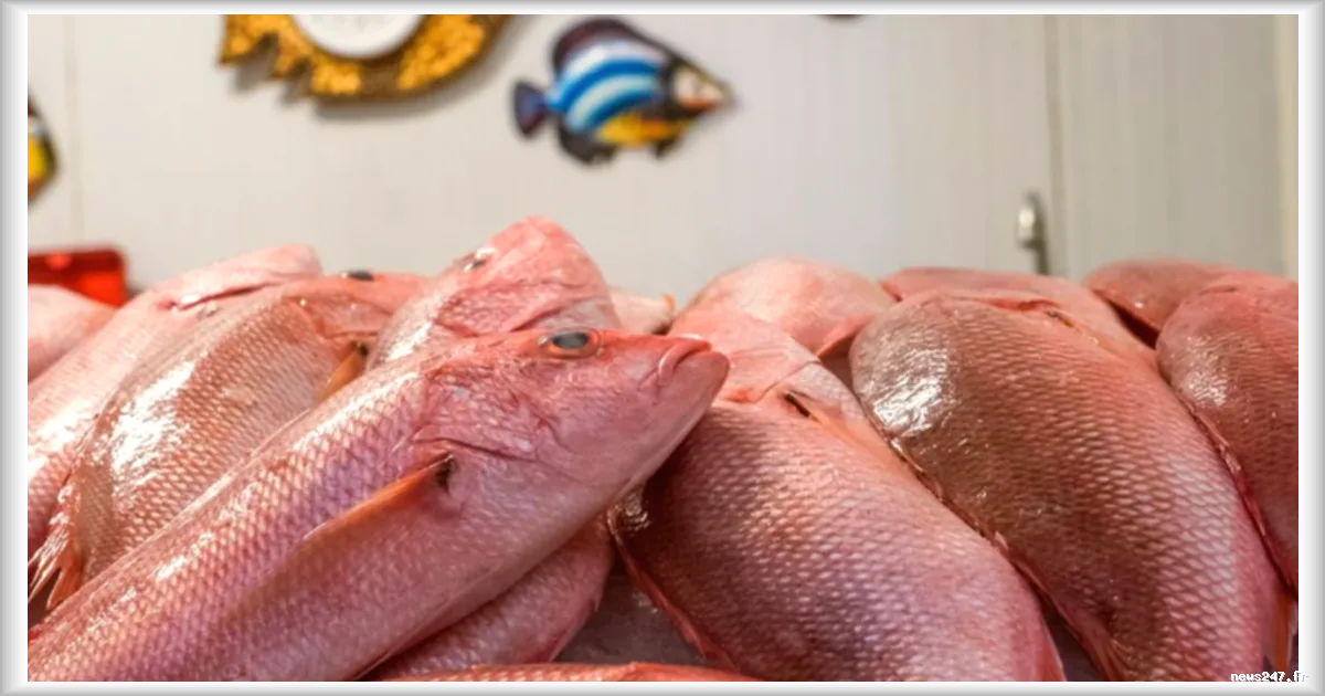 L'acoupa rouge, poisson emblématique de Guyane, menacé par la surpêche et les pratiques illégales