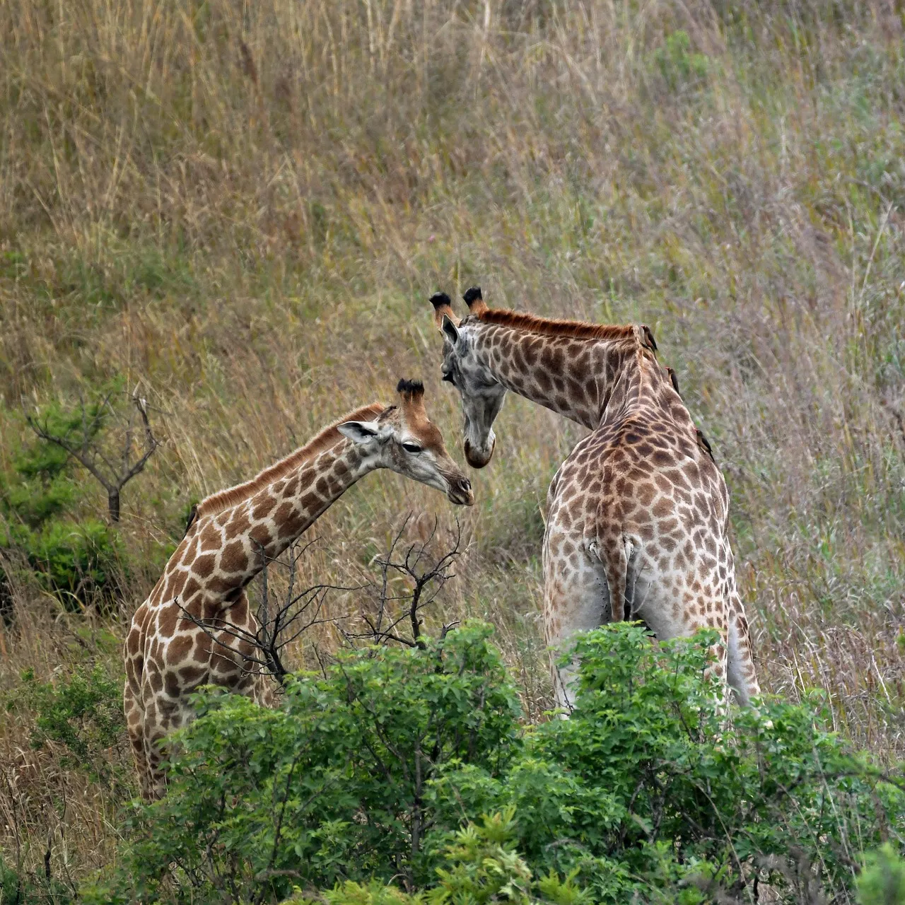 L'Afrique du Sud plie bagage en RDC : un retrait qui en dit long