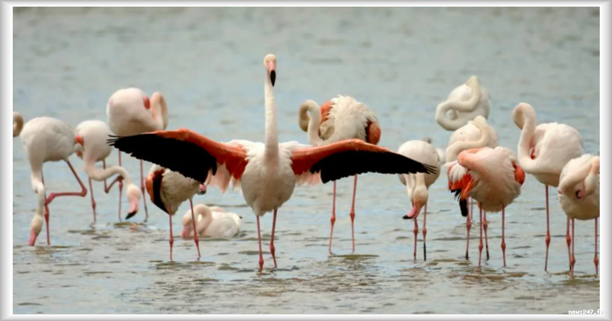 L’arrivée des flamants roses dans l’Ain, entre émerveillement et signal d’alerte climatique