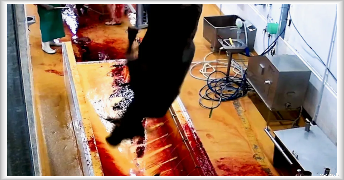 L'association L214 dénonce des sévices graves sur des bovins dans un abattoir de Martinique