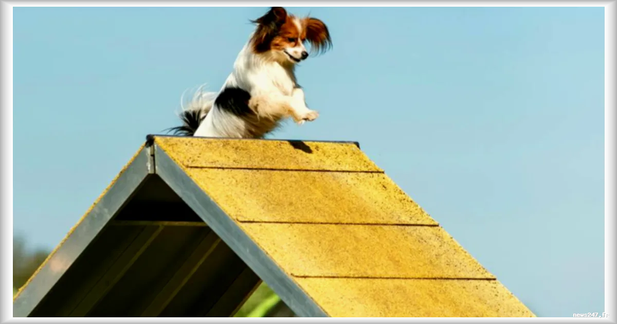 Lazare, le chien le plus vieux du monde, est mort à l'âge de 30 ans