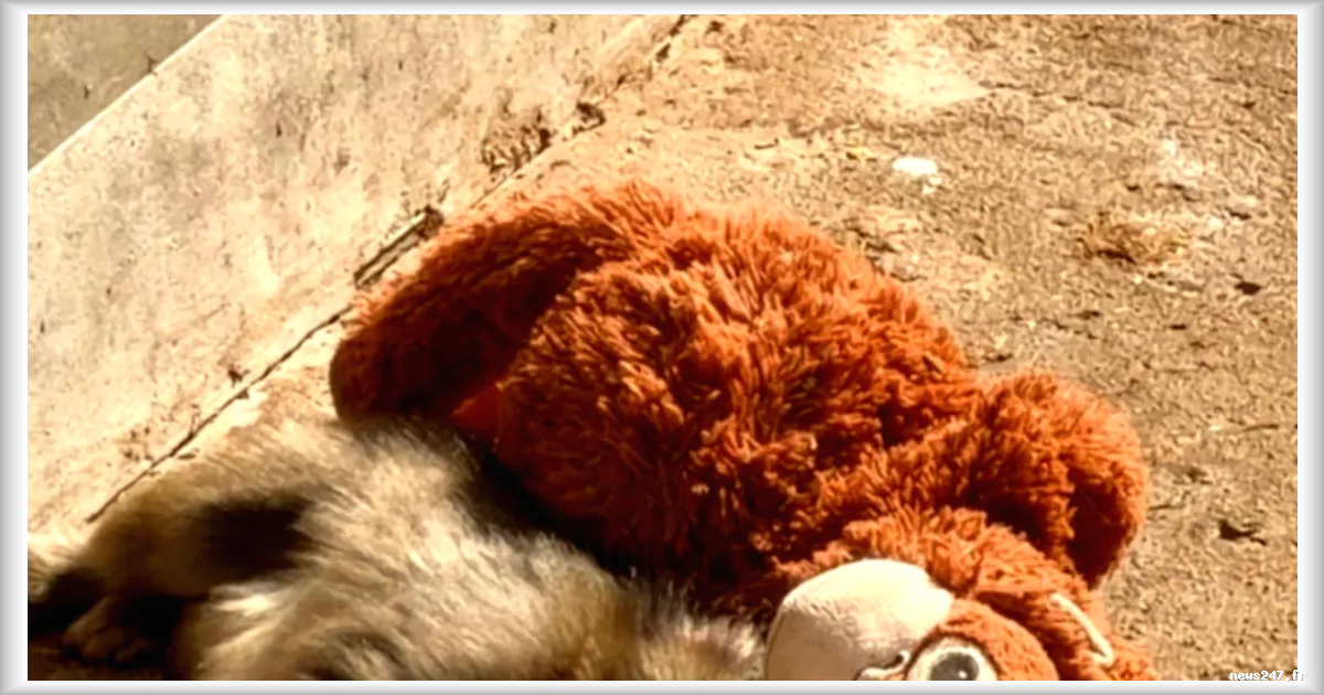 Le bébé macaque Punch séduit le Japon et le monde entier