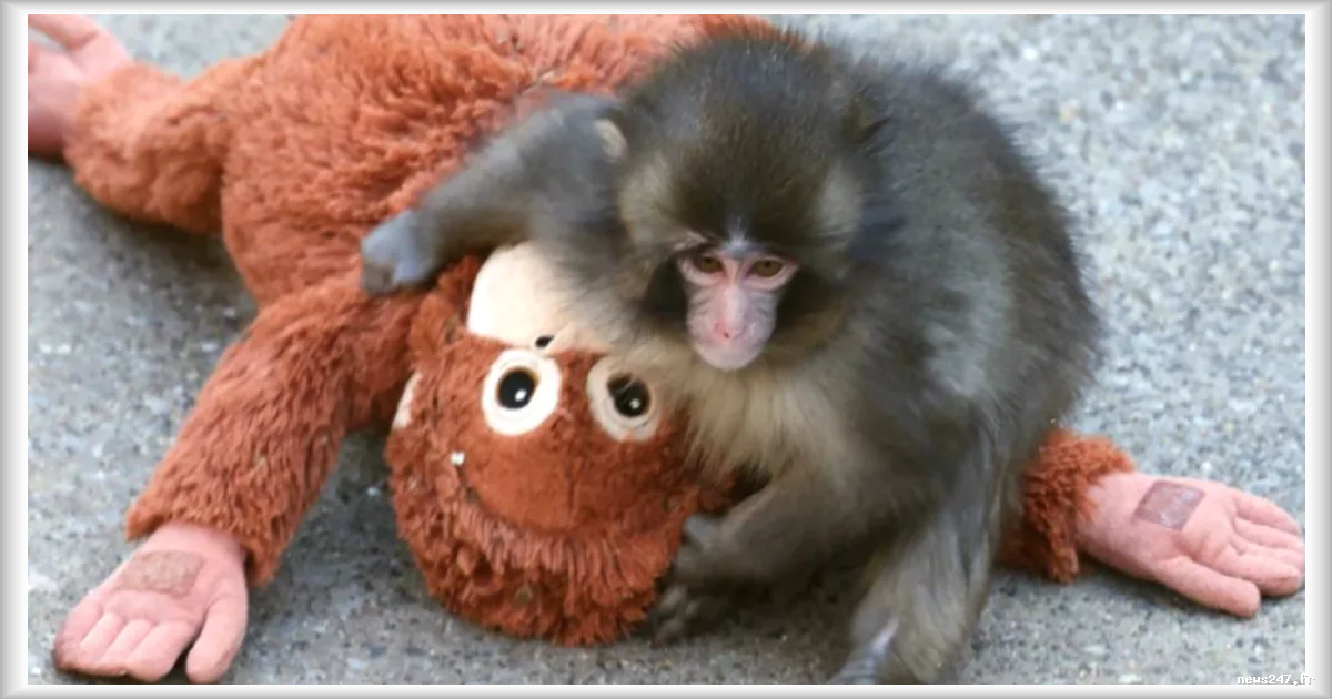 Le bébé singe qui a ému internet fait bondir les ventes de la peluche orang-outan d'Ikea