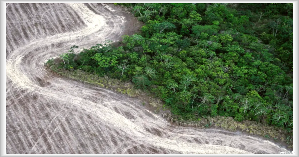 Le Brésil met l'accent sur la lutte contre la déforestation dans son nouveau plan climatique