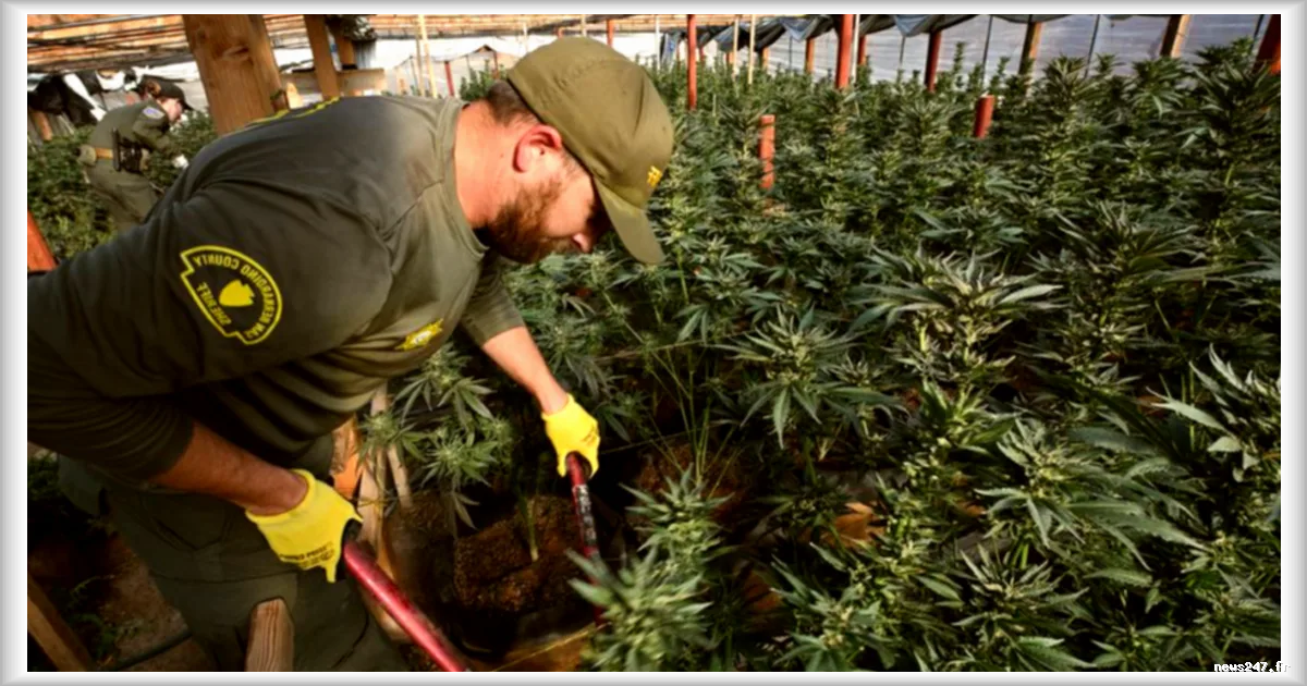 Le cannabis nord-américain, nouvelle arme des narcotrafiquants en France : un marché en pleine recomposition