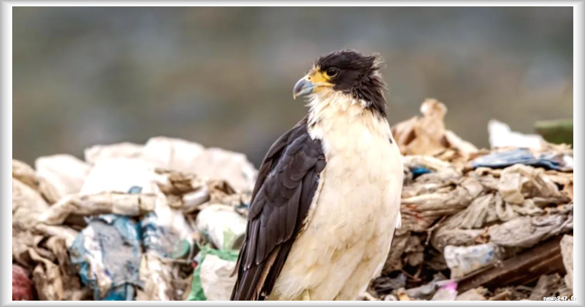 Le caracara à gorge blanche, un oiseau rare observé par des ornithologues néerlandais avant leur décès dans une décharge d'Argentine