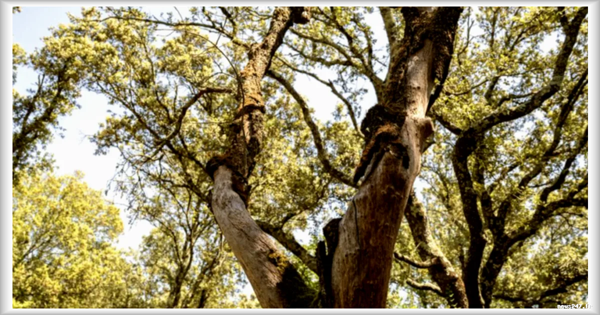 Le célèbre chêne de Robin des Bois, le Major Oak, serait mort après 1 200 ans dans la forêt de Sherwood