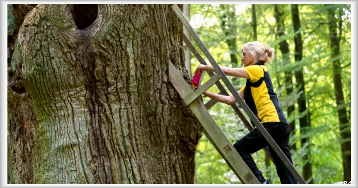 Le Chêne du Marié : Quand la Nature Devient Entremetteuse en Allemagne