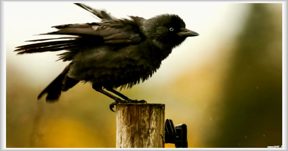 Le choucas des tours possede une capacite innée à reconnaître des prédateurs inconnus, selon une étude