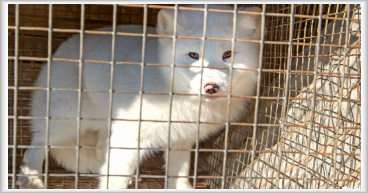 Le commerce d'animaux sauvages accroit les risques de transmission de virus aux humains