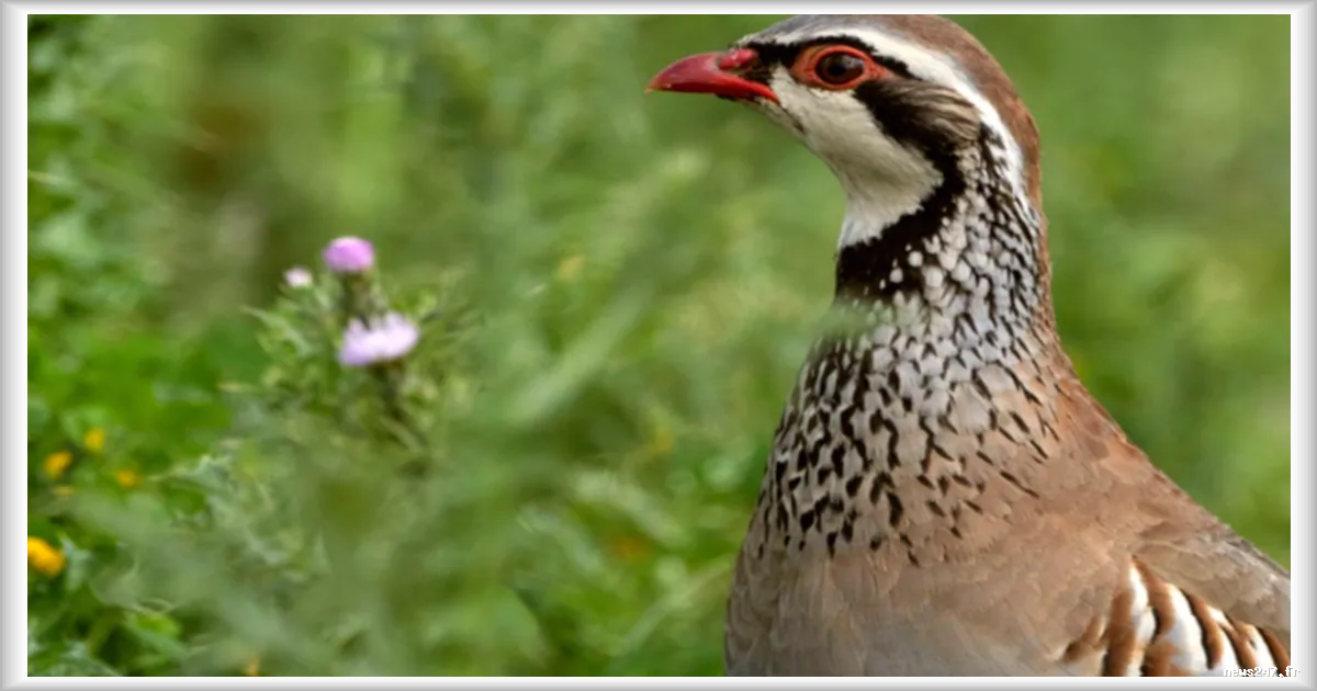 Le Conseil d’Etat demande la suspension de la chasse à la perdrix des neiges pendant cinq ans