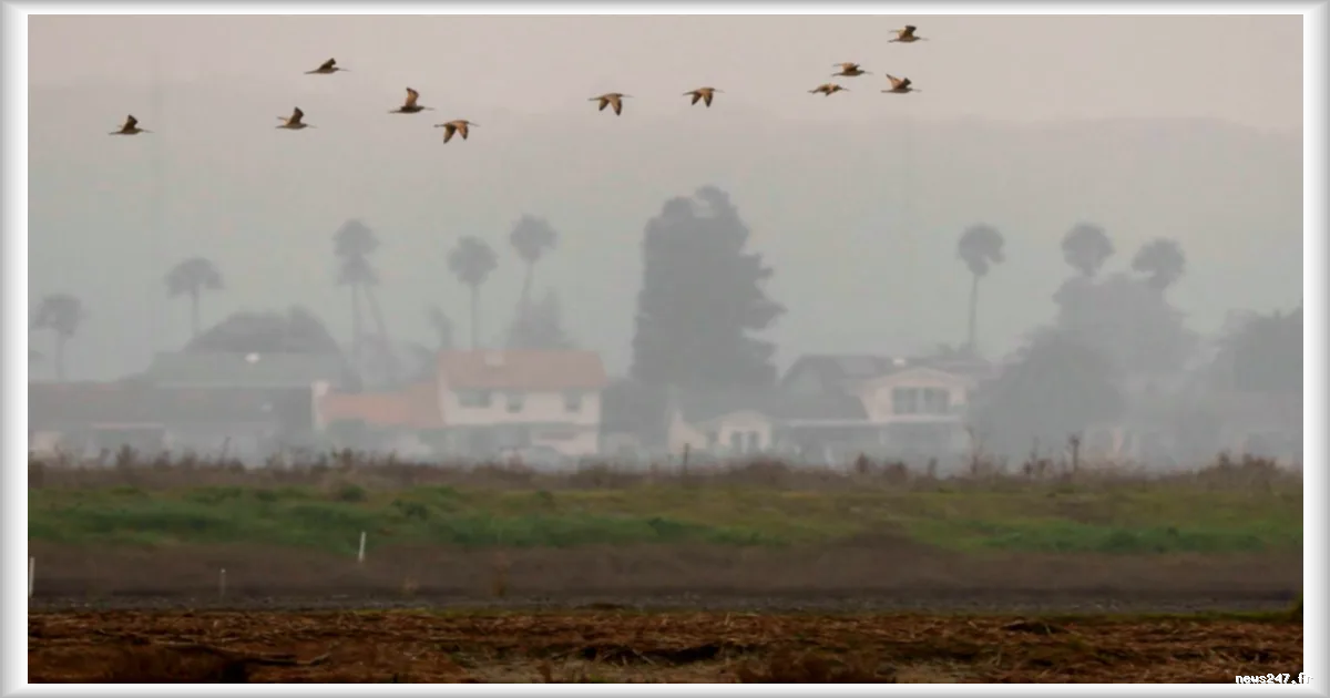 Le déclin des oiseaux s'accélère en Amérique du Nord