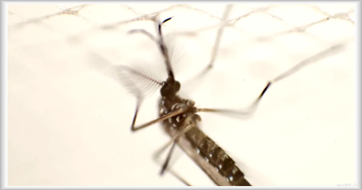Le DEET, répulsif contre les moustiques, pourrait les attirer dans certaines conditions