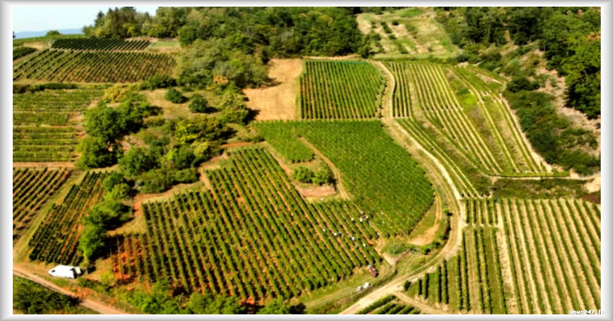 Le futur de l'Alsace se dessine aussi en rouge : l'essor du pinot noir