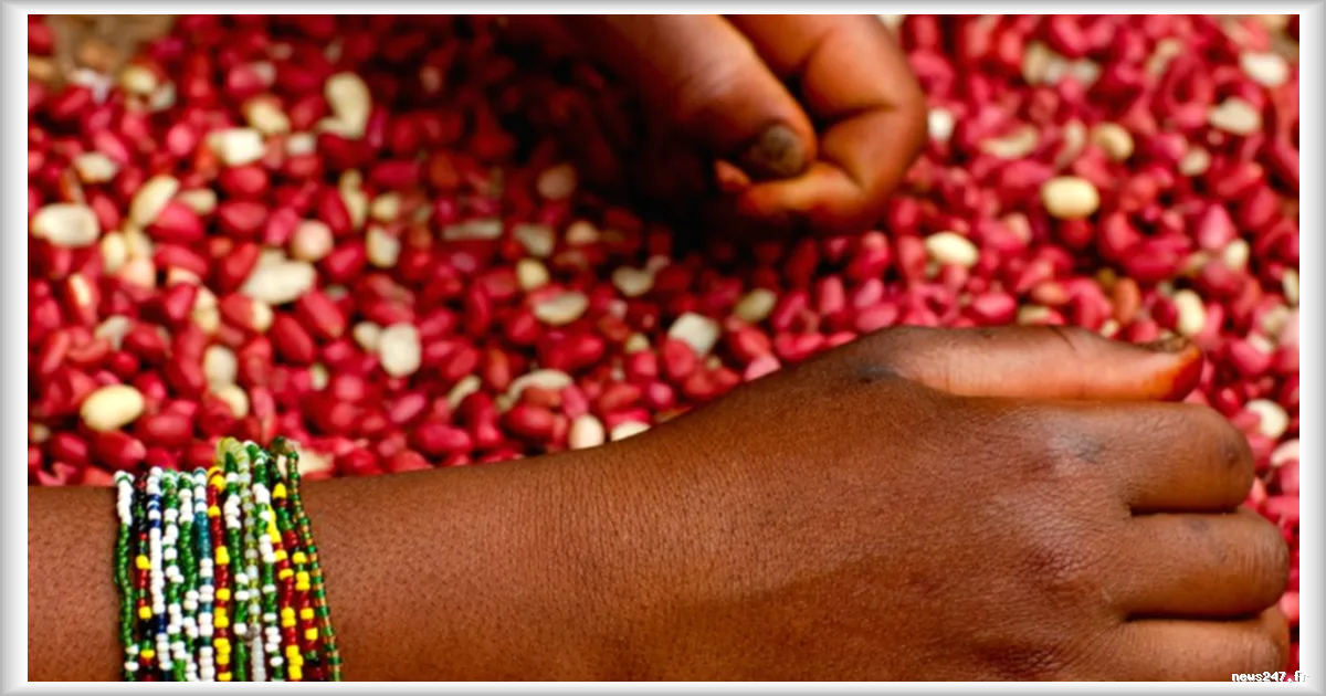 Le koura-koura de Kaya : une tradition culinaire menacée par la rareté de l'arachide