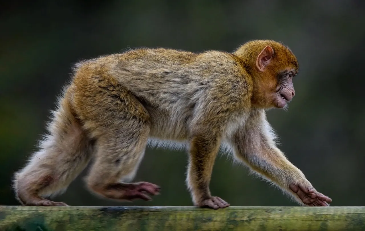 Le macaque japonais Punch émeut la planète