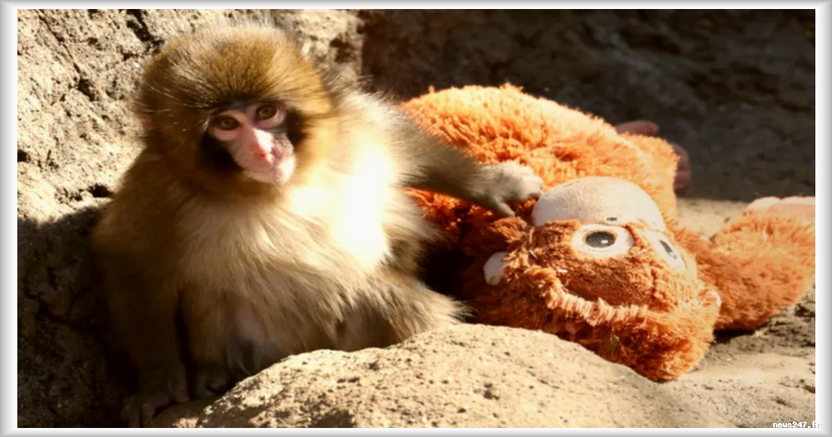 Le macaque Punch, une star d'Internet qui nous rend un peu plus humains