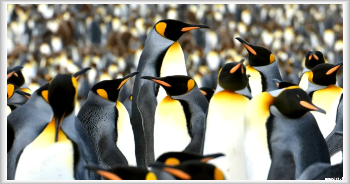 Le manchot empereur placé en danger sur la Liste rouge des espèces menacées, alerte l'UICN