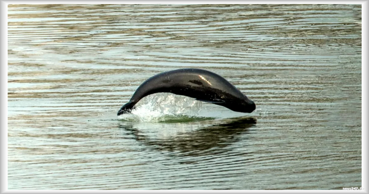 Le marsoin du Yangzi, dernier cétacé d’eau douce chinois, sauvé de l’extinction grâce à l’interdiction de pêcher sur toute la longueur du fleuve
