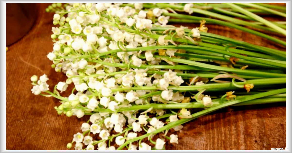 Le muguet du 1er mai : vers un produit de luxe ?