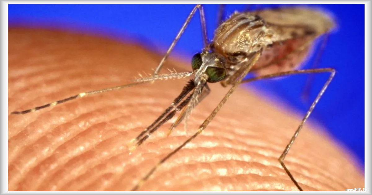 Le paludisme a influencé la répartition des populations humaines en Afrique, selon une étude