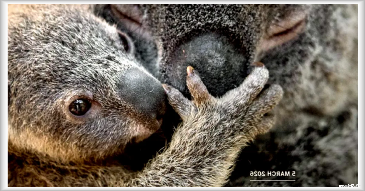 Le paradoxe génétique des koalas : une population en meilleure santé que prévu