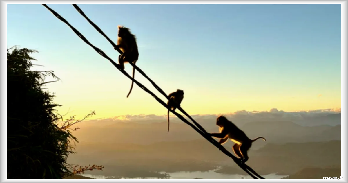 Le pic d'Adam : un lieu de pèlerinage millénaire au Sri Lanka