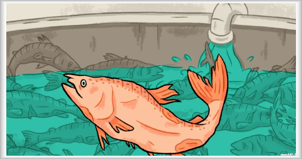 Le projet de ferme-usine à saumons Pure Salmon: une controverse en Gironde