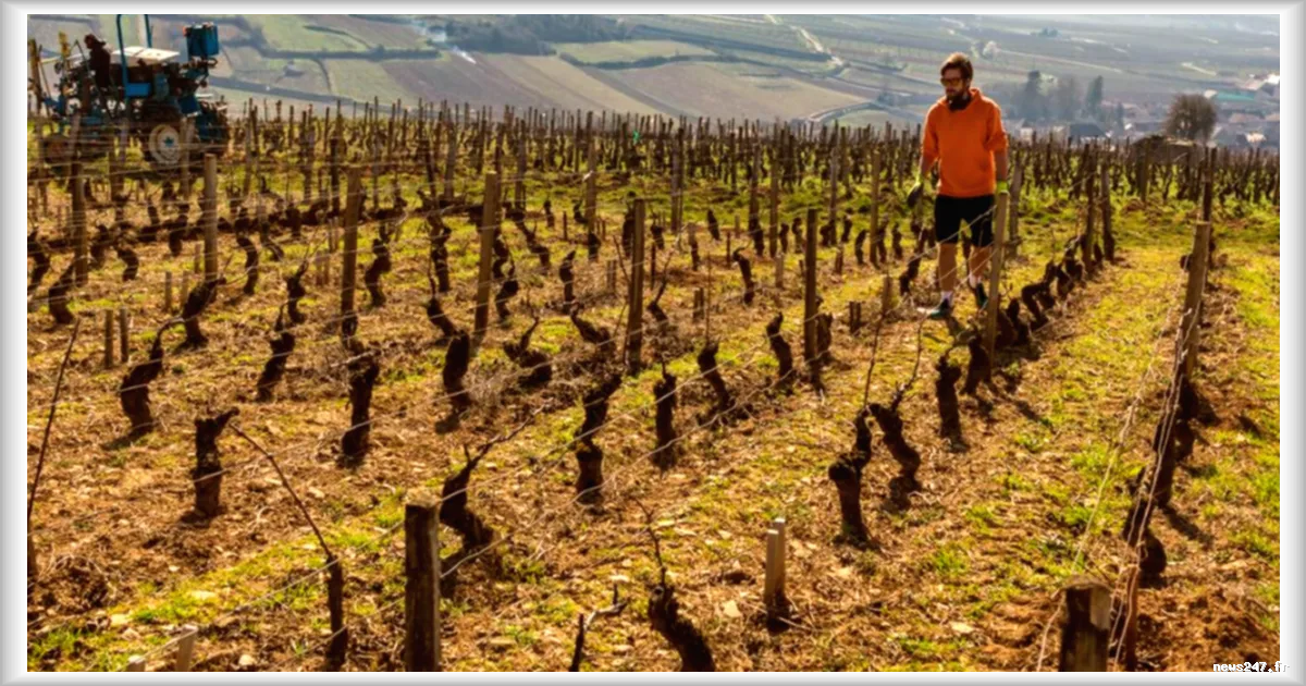 Le renoncement au bio dans le vignoble français : un tabou qui ronge l'industrie
