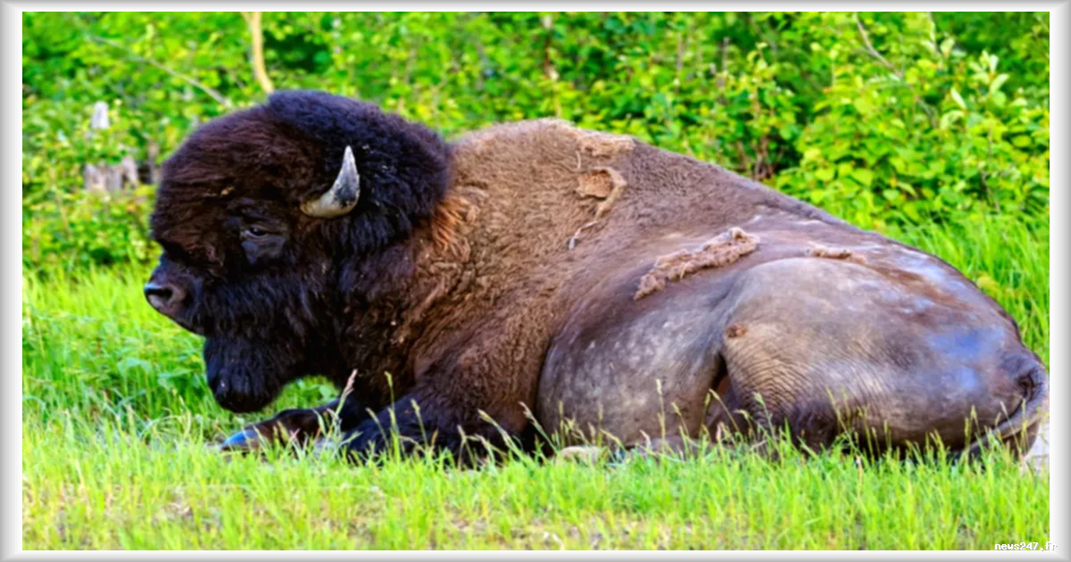 Le retour du bison en terre autochtone au Canada