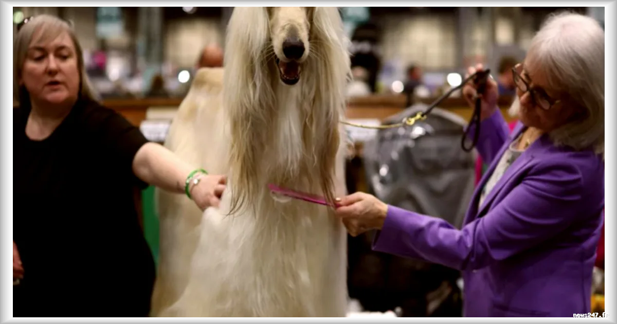 Le salon Crufts, le plus grand événement canin du monde, attire des milliers de visiteurs à Birmingham