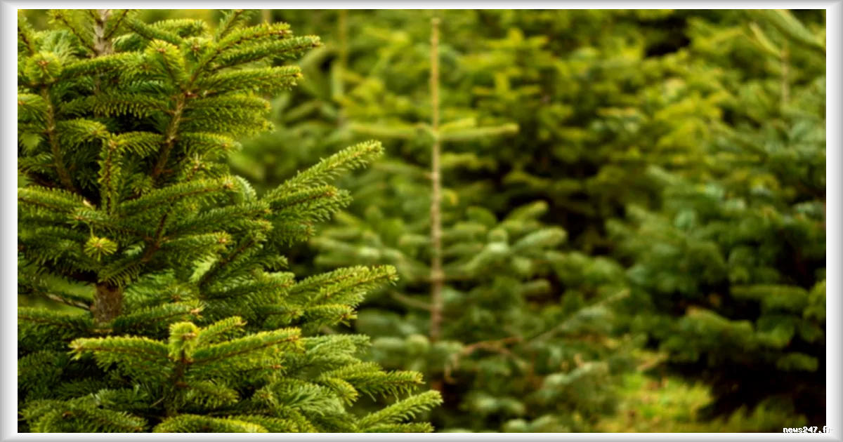 Le sapin de Noël du Morvan devient la première IGP horticole française en Europe