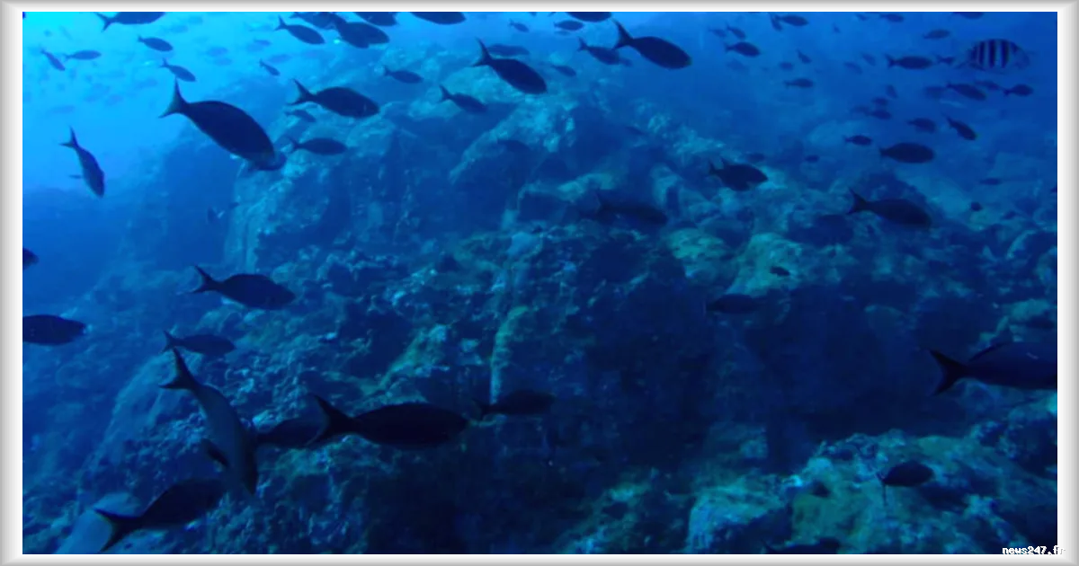 Le Shom se dote du drone sous-marin Narval : un outil de pointe pour explorer les grands fonds