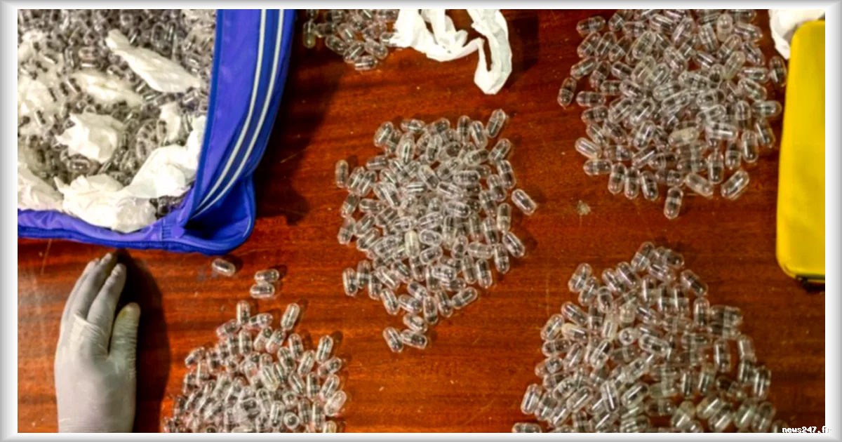 Le trafic de fourmis du Kenya vers la Chine expose les lacunes de la protection de la faune