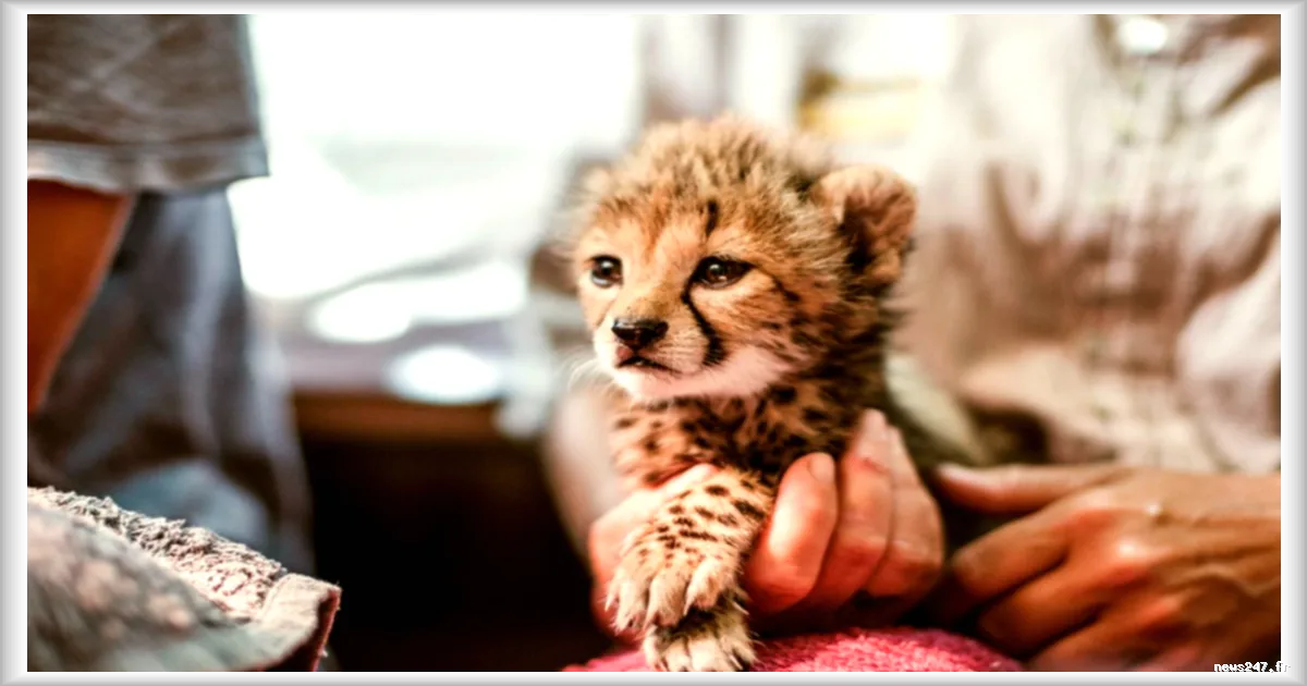 Le trafic meurtrier des guépards entre le Somaliland et les pays du Golfe
