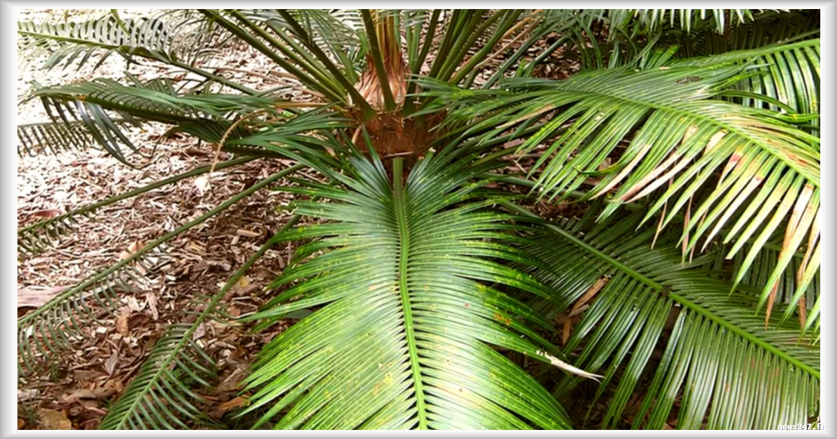Le Vanuatu mise sur la tradition pour protéger ses forêts
