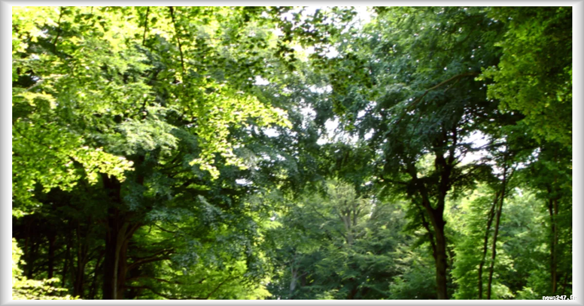 L'efficacité de la reforestation dépend de la région : une étude met en lumière l'impact variable selon les zones