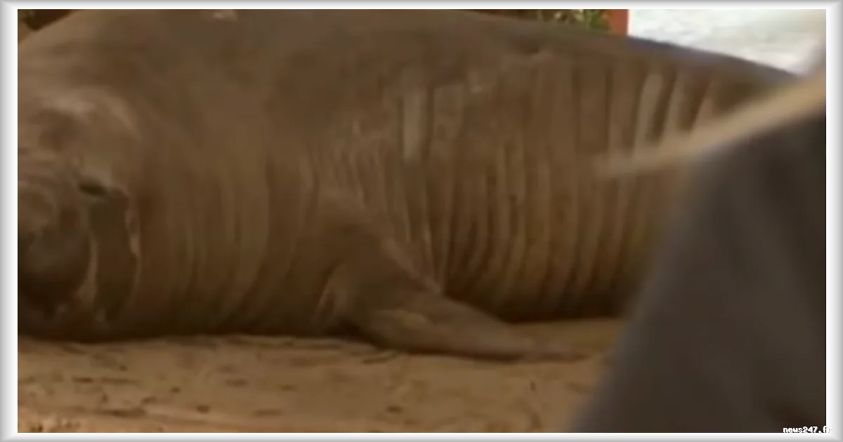 L'éléphant de mer Neil inquiète la Tasmanie avec son comportement