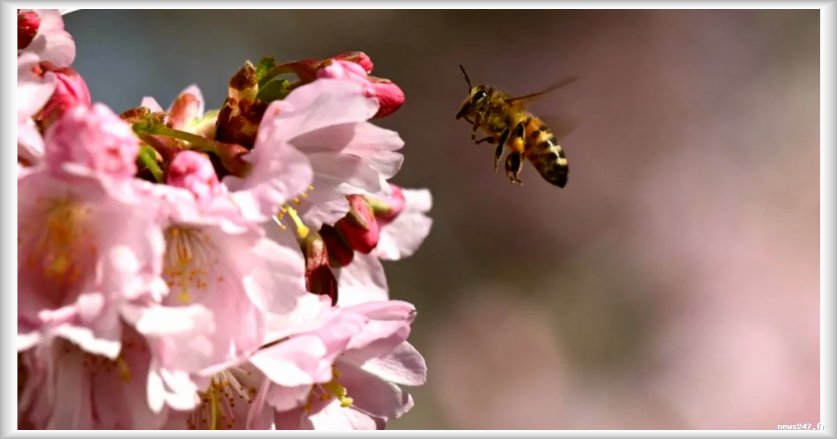 Les abeilles ajustent leur danse en fonction du public observateur