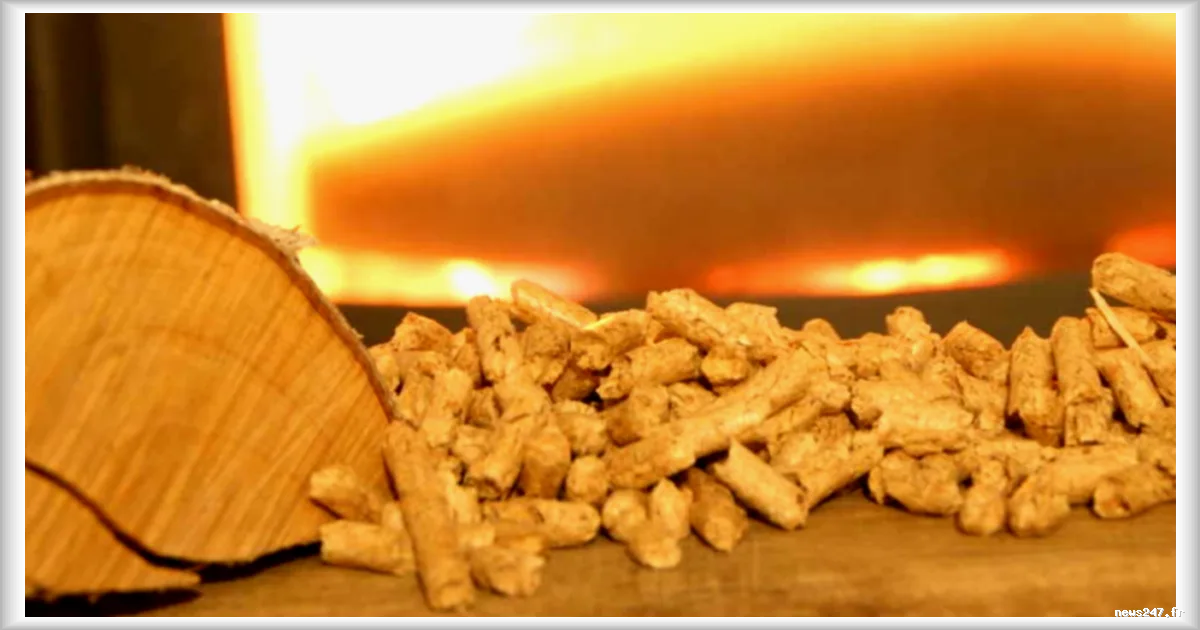 Les actions du bois : un placement porteur en Bourse sur la durée ?