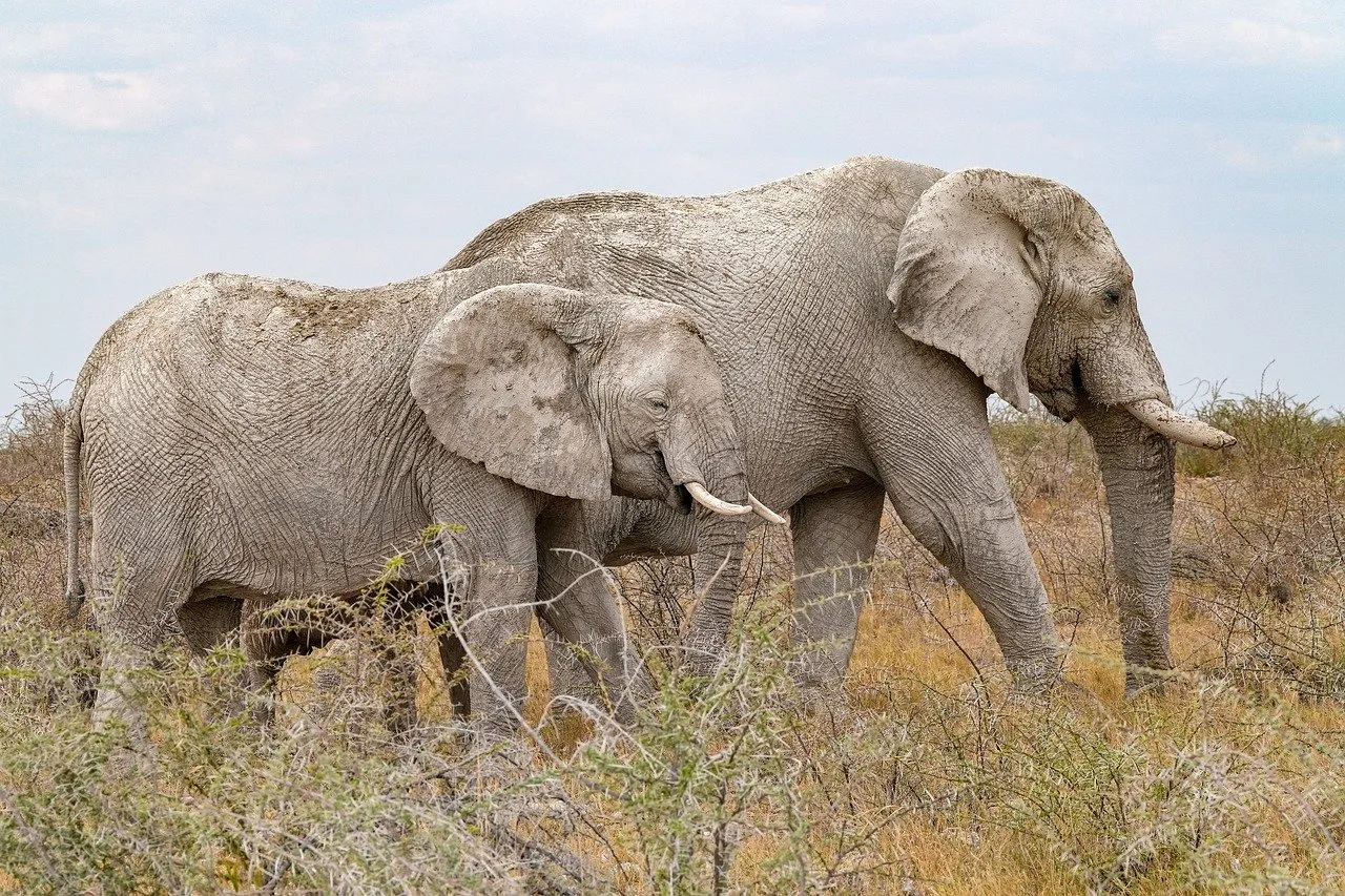 Les activités africaines de Jeffrey Epstein : Côte d'Ivoire et Sénégal dans le viseur