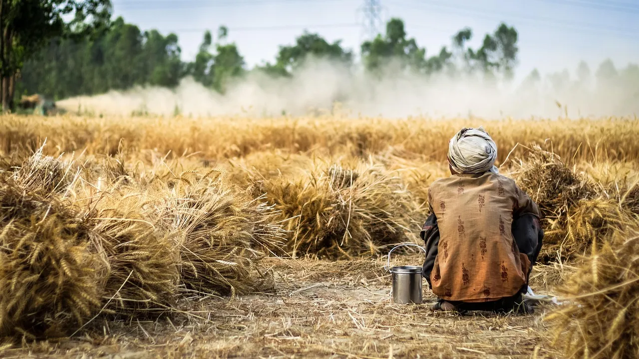 Les agriculteurs se tournent vers le colza et le tournesol face à la crise énergétique