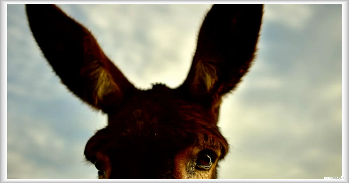 Les ânes pompiers espagnols : des alliés précieux pour la protection de l'environnement