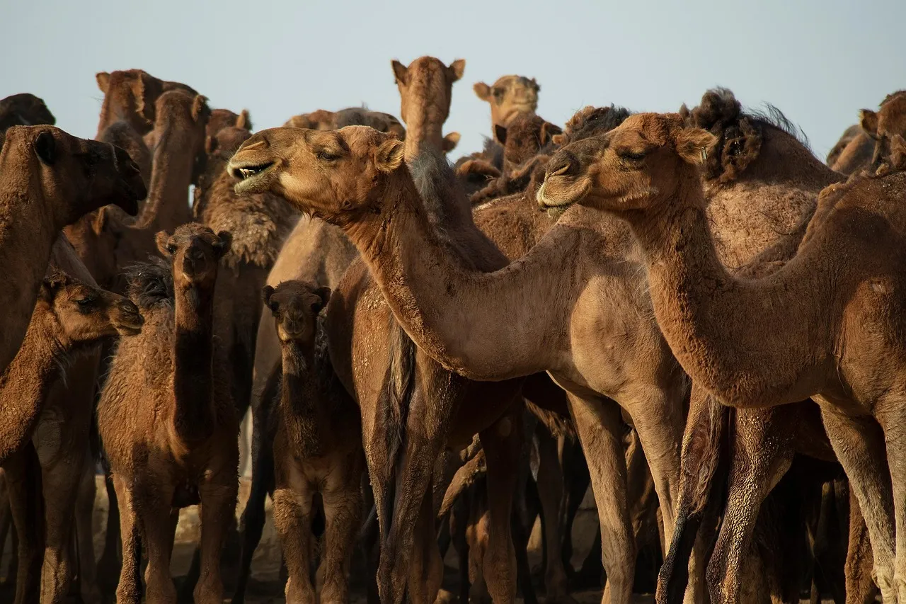 Les animaux engagés dans les conflits armés : des chameaux de Napoléon aux chiens parachutistes du Débarquement