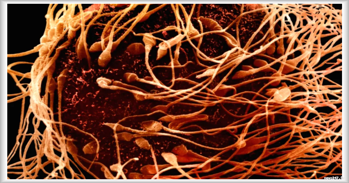 Les anticorps comme nouvelle piste de contraception : une alternative aux méthodes traditionnelles