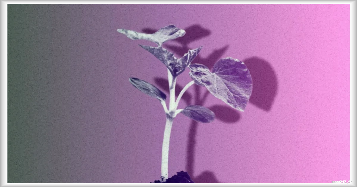 Les avantages des arbres urbains surpassent largement les coûts selon une étude des élections municipales 2026