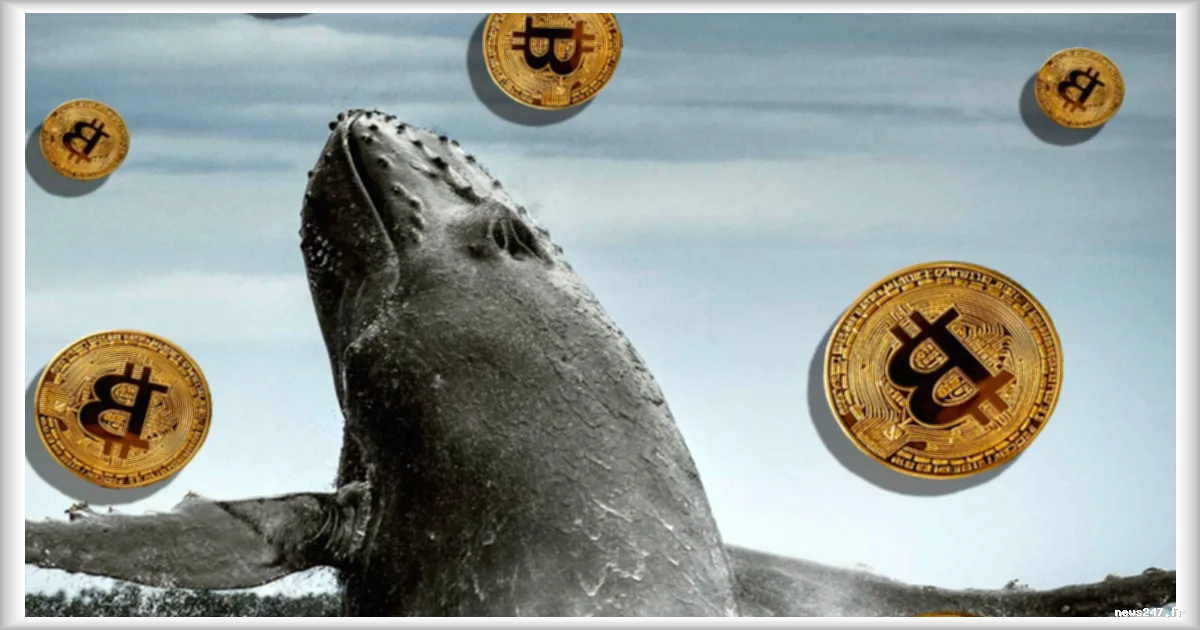 Les baleines du Bitcoin et de l'Ether profitent de la volatilité pour renforcer leurs positions