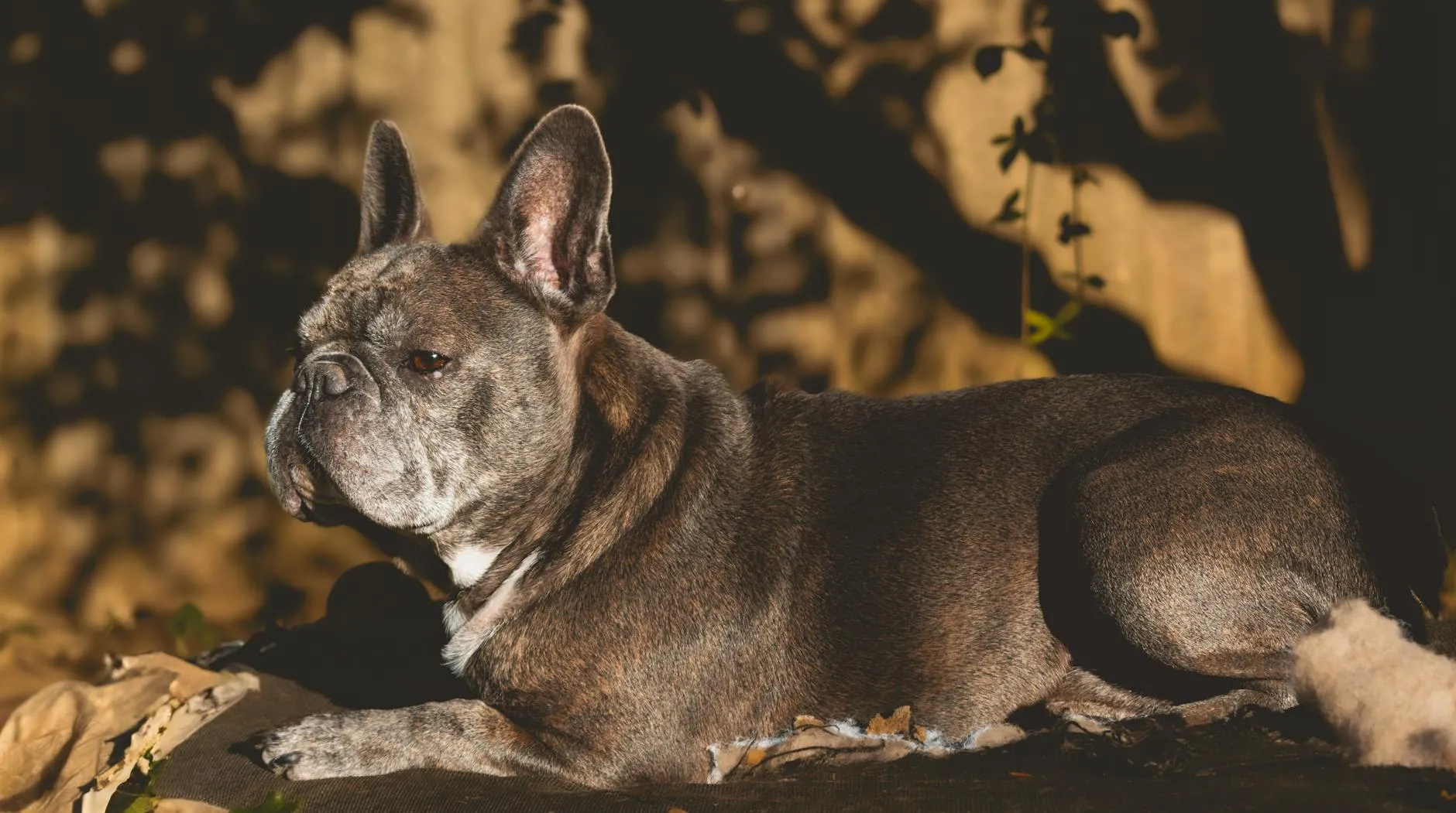 Les battements cardiaques limitent les cancers du cœur selon une étude publiée dans Science