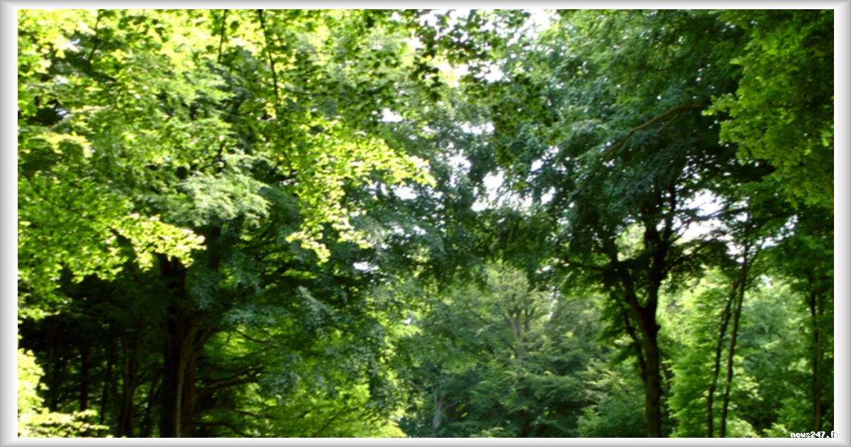 Les bienfaits du bain de nature sur notre cerveau