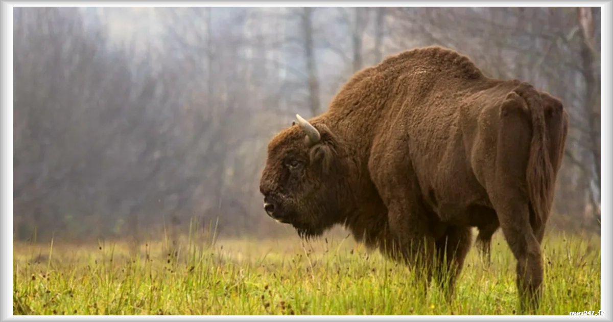 Les bisons pourraient-ils aider à prévenir les incendies de forêt en Espagne ?